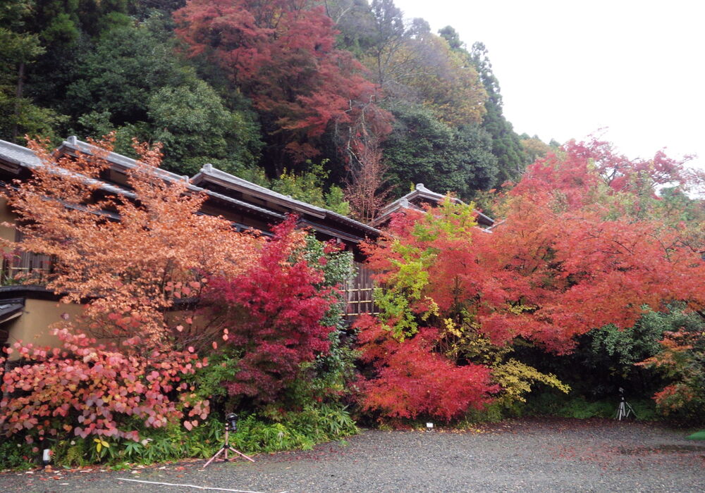 DSC_0009